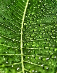 Wall Mural - green leaf with water drops