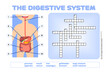 Crossword Puzzle. The Digestive System. Fun Educational Game for Kids. Testing the Knowledge of Schoolchildren. Flat Color Cartoon style. Page from the Workbook for Printing. White background. Vector