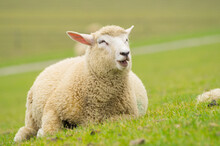 Happy Dike Sheep Relaxes On Its Meadow