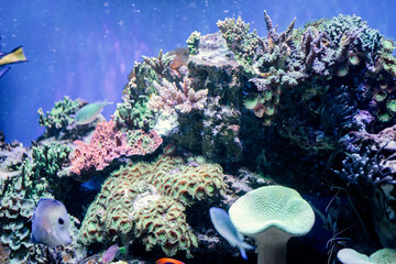 Poster - Underwater Image of sea plants and algae in the Sea