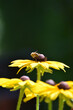 Rudbekia, pszczoła, pyłek, zapylanie, ogród, owad, rośliny