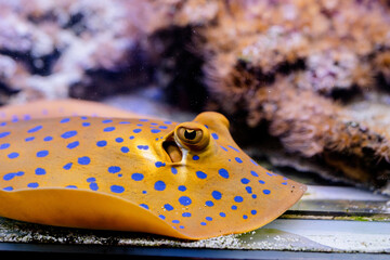 Poster - Underwater Image of Fish in the Sea