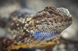 western fence lizard with blue throat scales
