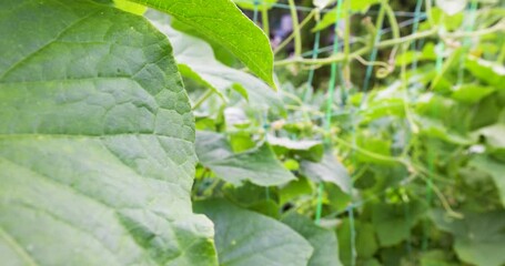 Wall Mural - Agriculture Food Vegetable Cucumber Crop Farm Plant Organic Healthy Nutrition Gardening Harvest Cultivation Garden bed Natural Raw Ingredient