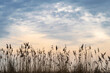 Tranquil autumn artistic natural background in soft colors with sedge silhouettes against the evening cloudy sky. Grass panicles in the light of sunset. Simple northern landscape.