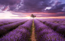 Rows Of Purple Lavender In A Field On A Summers Evening As The Sun Sets. UK, Photo Composite