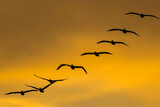 Fototapeta Sawanna - Pelicans fly at dusk in a bay
