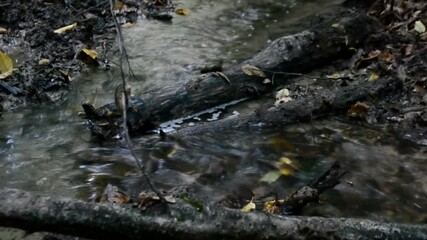 Sticker - A scenic HD view of a flowing river in the forest