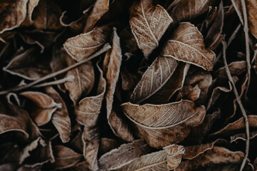 Background of fallen leaves covered with hoarfrost. Winter frosts. Close up.