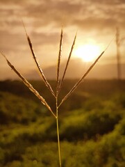  wheat field at sunset