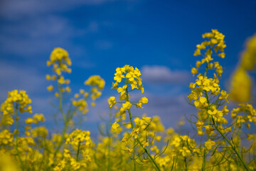 Poster - Blooming rapeseed field of Ukraine against the blue sky with clouds	