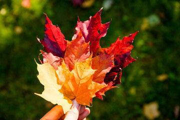 Wall Mural - female hand holding multicolor maple leaf against nature blurred background with sun light rays. aut