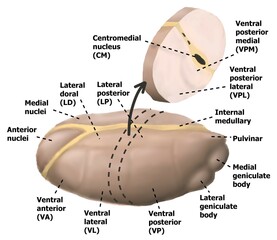 thalammus and its nuclei