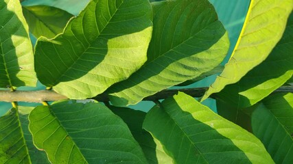 beautiful and fresh line texture on guava leaves