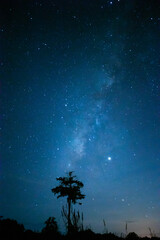 Wall Mural - night sky with stars and there is a shadow of a tree 