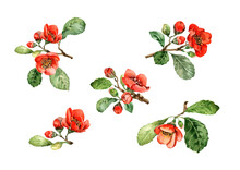 A Set Of Flowering Twigs With Red Flowers, Buds, Green Leaves. Bright Orange Flowers Of Camellia And Begonia Isolated On White Background. Hand Drawn Watercolor For Wedding Invitations, Cards, Prints.