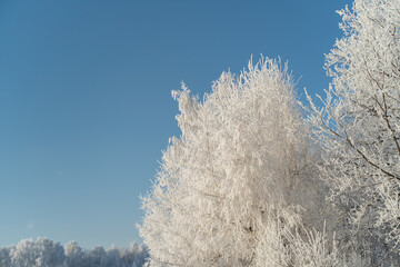 Wall Mural - Winter forest on a frosty sunny day