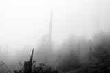 Fototapeta Paryż - Połamany, mglisty las
