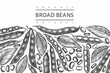 Hand drawn broad beans design template. Organic fresh food vector illustration. Retro pods illustration. Engraved botanical style cereal background.