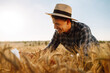 © maxbelchenko - Modern agriculture technology. Smart farming concept. Farmer checking wheat field progress, holding tablet using internet.