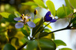 Small purple flowers of genus Guaiacum tree of Lignum vitae wood