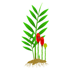 Wall Mural - Zingiber spectabile, ginger plant with roots on a white background.