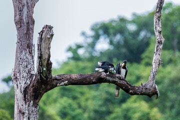 Sticker - Oriental Pied Hornbill,bird wildlife on the branch in nature