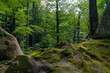 Beech trees forest. Dovbush Rocks, Carpathian Mountains, Ukraine. National park. Scenic view of green beech trees and mossy rocks. 