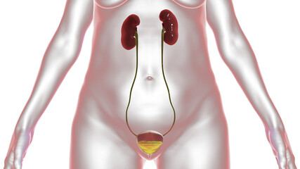 Wall Mural - Urinary bladder with urine, medical 3D illustration