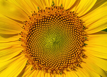 Fresh Sunflower Core In Summer.