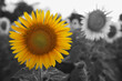 © New Africa - Beautiful sunflower growing in field, closeup. Black and white tone with selective color effect