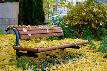 Wall Mural - Ginko leaf fallen down on bench in playground public park in Japan.