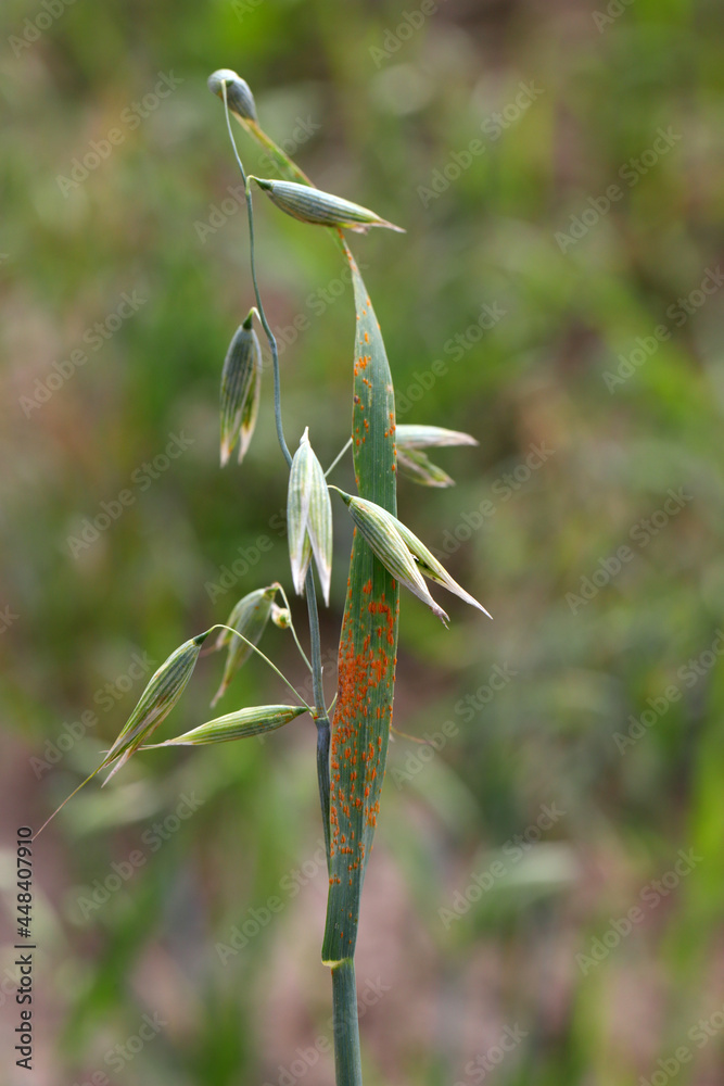 Stem rust, also known as cereal rust, black rust, red rust or red dust ...