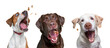 studio shot of a dogs catching treats on an isolated background