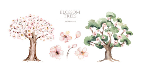 Watercolor Genealogical blossom cherry Family tree. Watercolor children's tree botanical season isolated illustration. Green forest ecology branch and leaves.