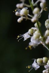 Poster - Pollia japonica flowers. Commelinaceae perennial grass. Young shoots are edible.