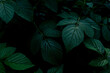 A close up of a green plant very dark and moody. High quality photo