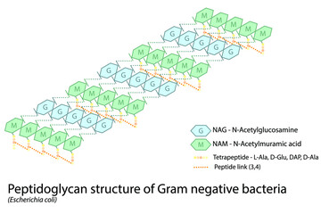 Wall Mural - Structure of gram negative bacterial cell wall - peptidoglycan polymers with peptide cross links - E. coli