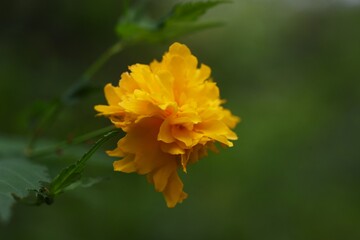 Poster - Double-flowered Japanese kerria flowers. Rosaceae deciduous shrub.