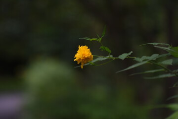 Sticker - Double-flowered Japanese kerria flowers. Rosaceae deciduous shrub.