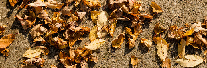 Wall Mural - fall landscape in yellow, country road with fallen dry leaves in the autumn forest at sunny day. dry