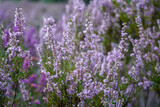 Fototapeta Lawenda - Close up of heather flowers in the sun