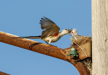 Scissor-tailed Flycatcher (Tyrannus Forficatus) Frrding Nestlings In The Nest Built On An Electric Pole, Galveston, Texas, USA.