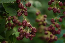 Blackberry Unripe Fruits, Branch Ripening Blackberries.