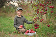 © Jacek - A handsome boy with a basket of apples picking apples in an autumn orchard.