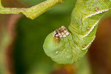 Tobacco Hornworm Eating Tomato Plant In Garden. Gardening, Pest Control And Leaf Damage Concept