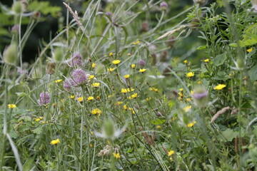 Poster - Vegetation in an urban park