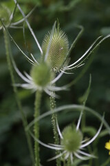 Poster - Vegetation in an urban park