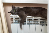 Fototapeta Przestrzenne - gray cat is warming up, lying on a heating battery