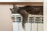 Fototapeta Przestrzenne - gray cat is warming up, lying on a heating battery